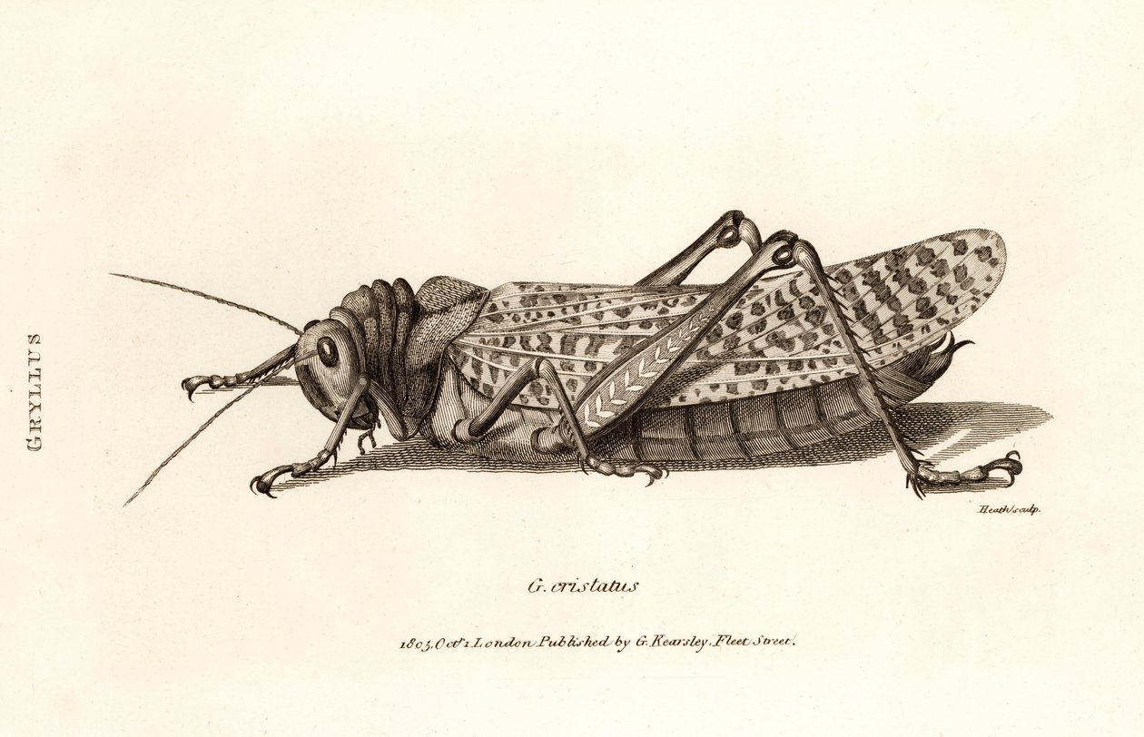 Antique Print of a Locust by George Shaw