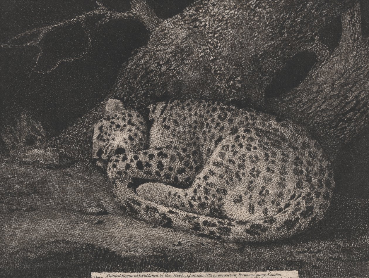 A Sleeping Leopard by George Stubbs