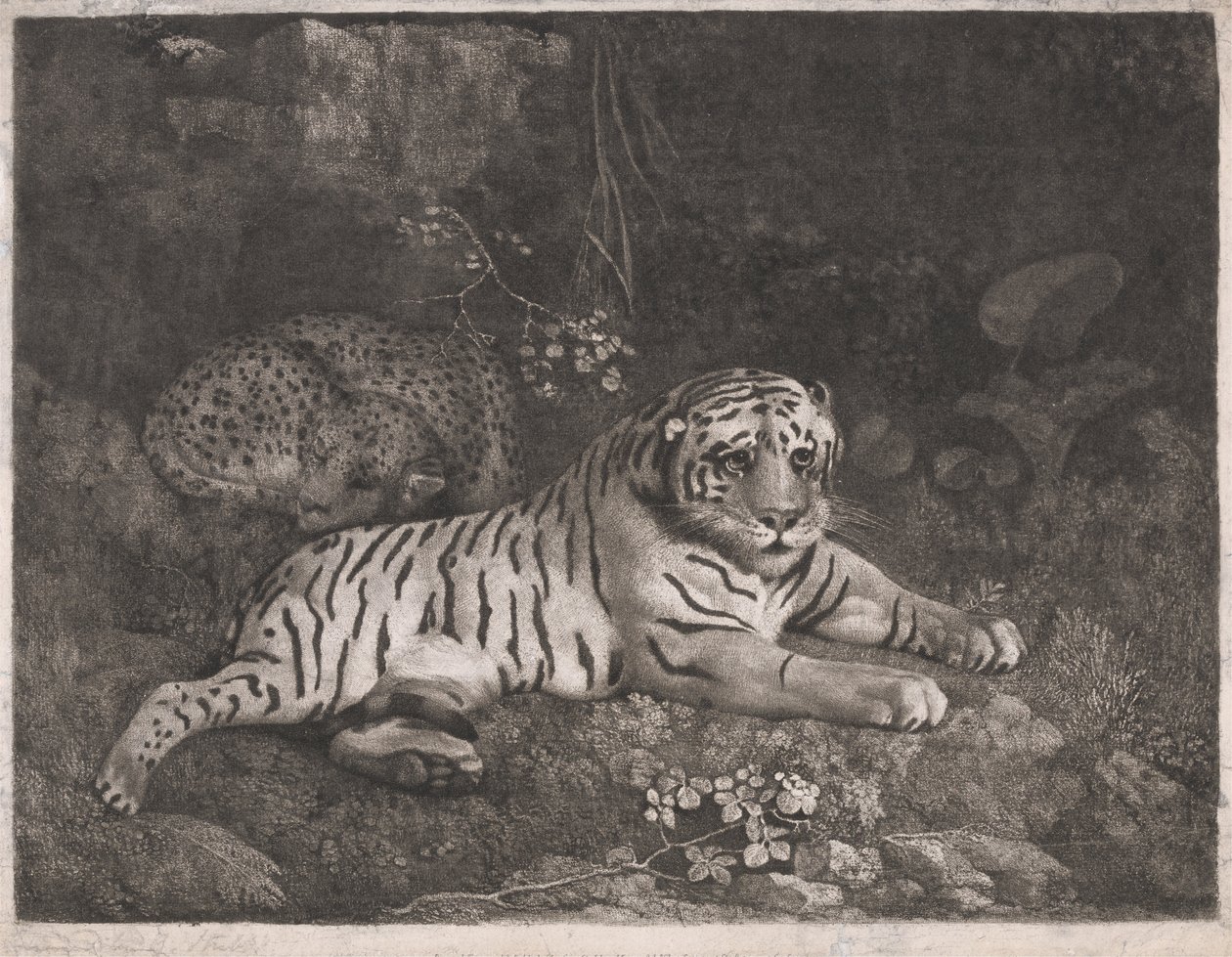 A Tiger and a Sleeping Leopard by George Stubbs