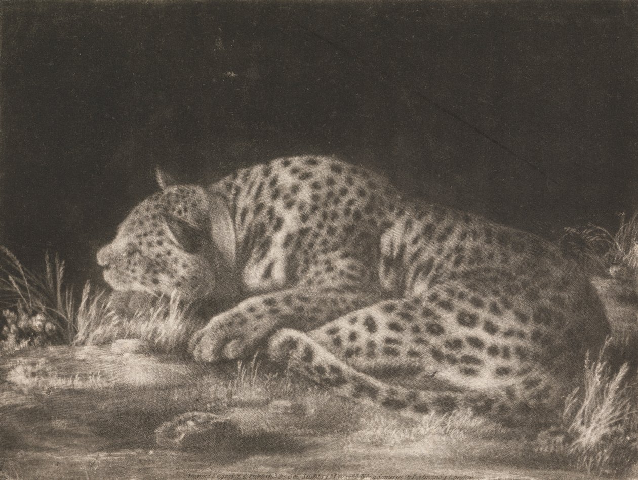 A Tiger (Sleeping Leopard) by George Stubbs
