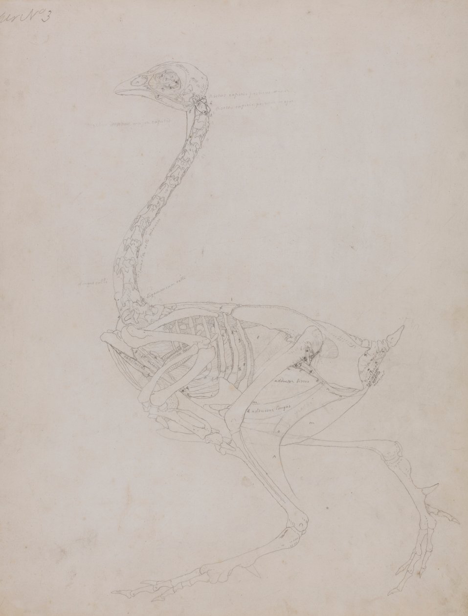 Fowl Body, Lateral View by George Stubbs