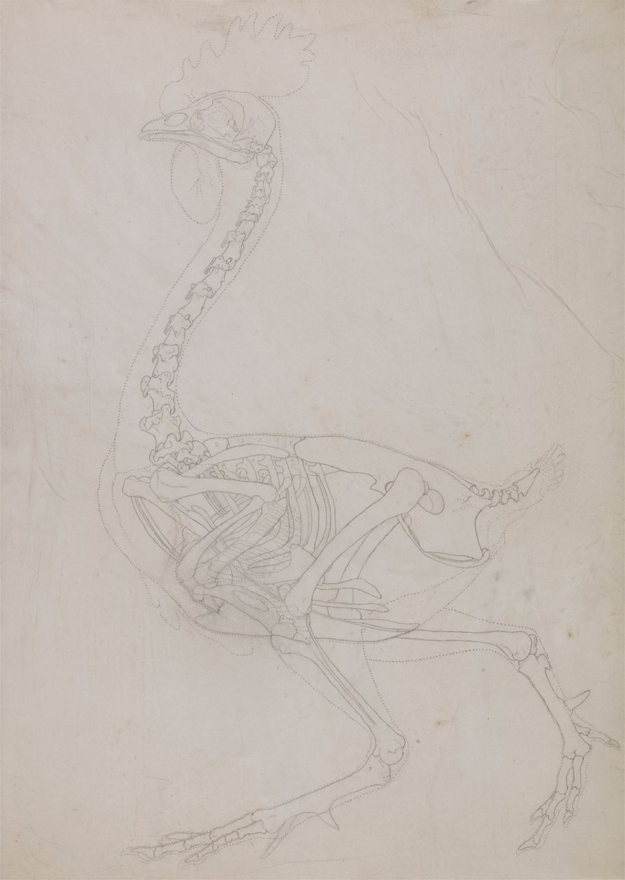 Fowl Skeleton, Lateral View by George Stubbs