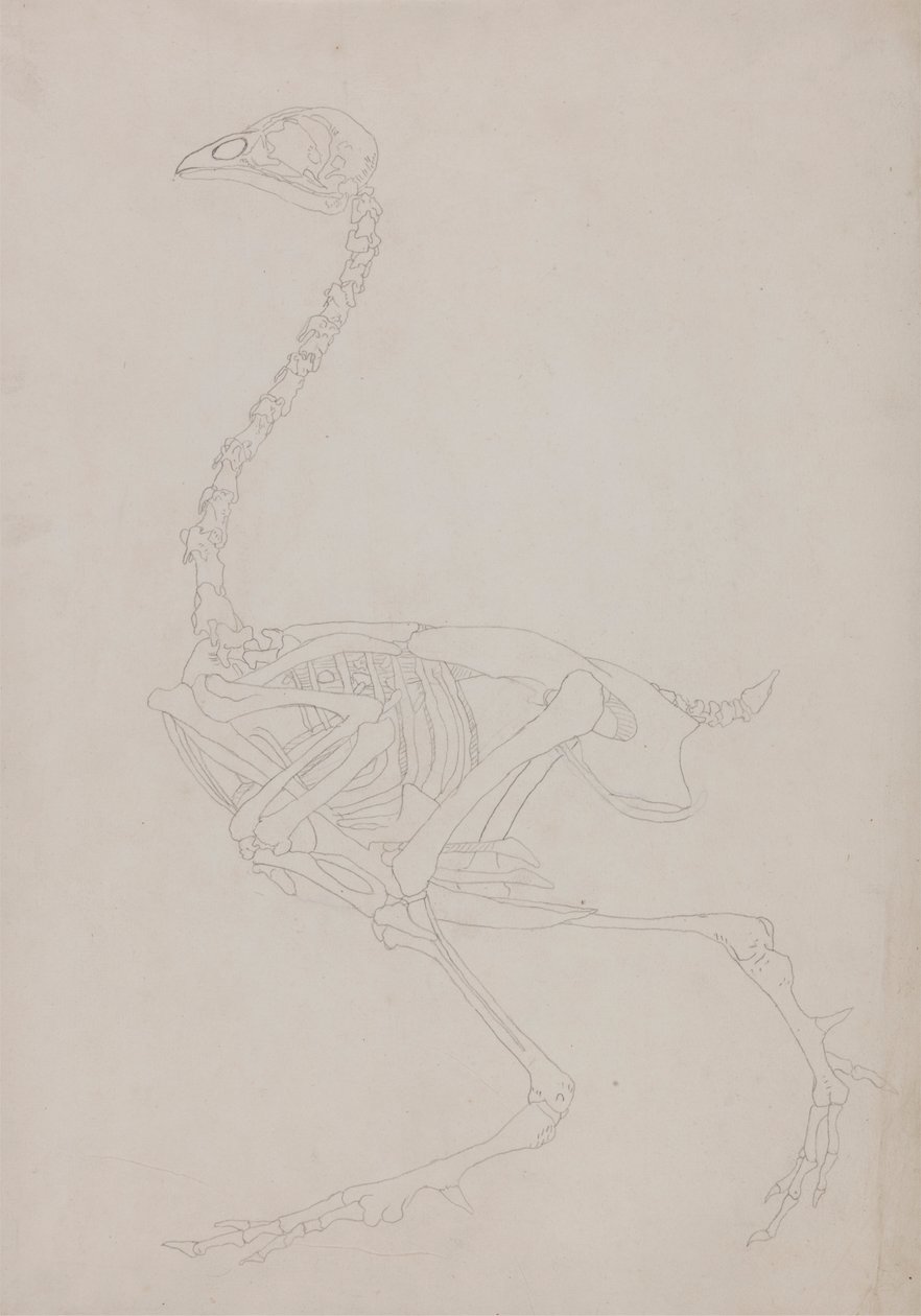 Fowl Skeleton, Lateral View by George Stubbs