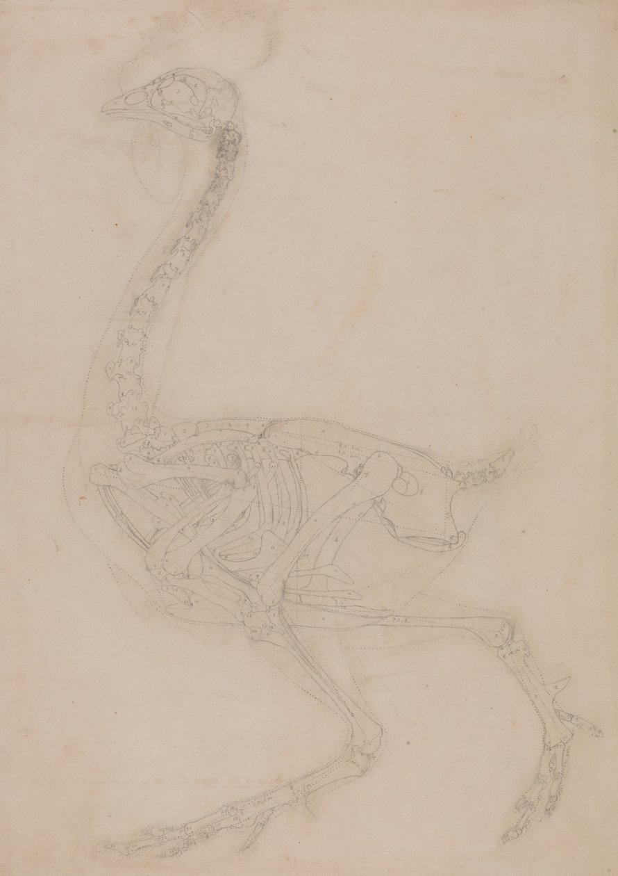 Fowl Skeleton, Lateral View by George Stubbs