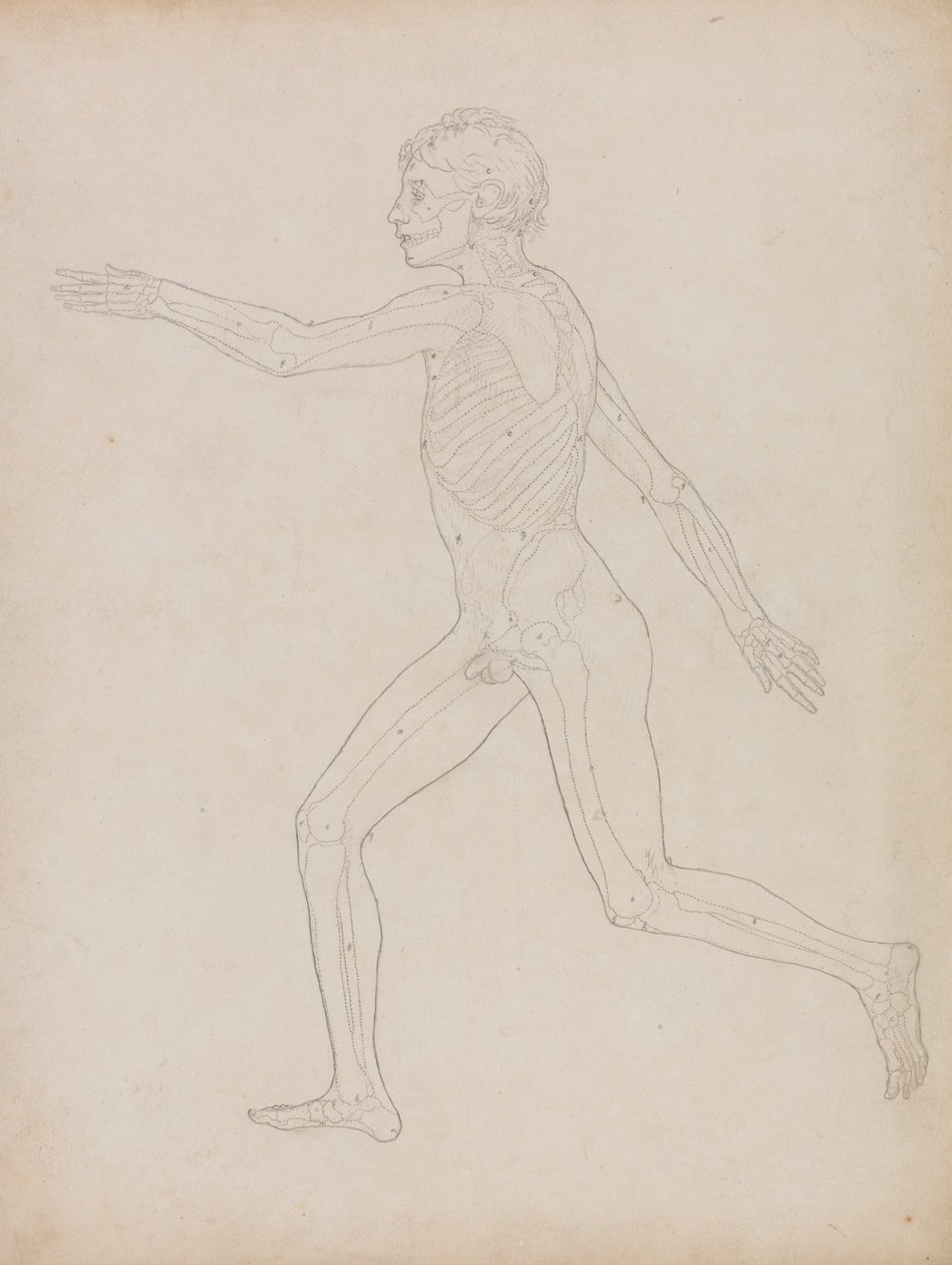 Human Figure, Lateral View by George Stubbs