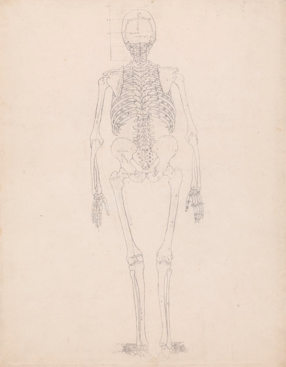 Human Skeleton, Posterior View by George Stubbs