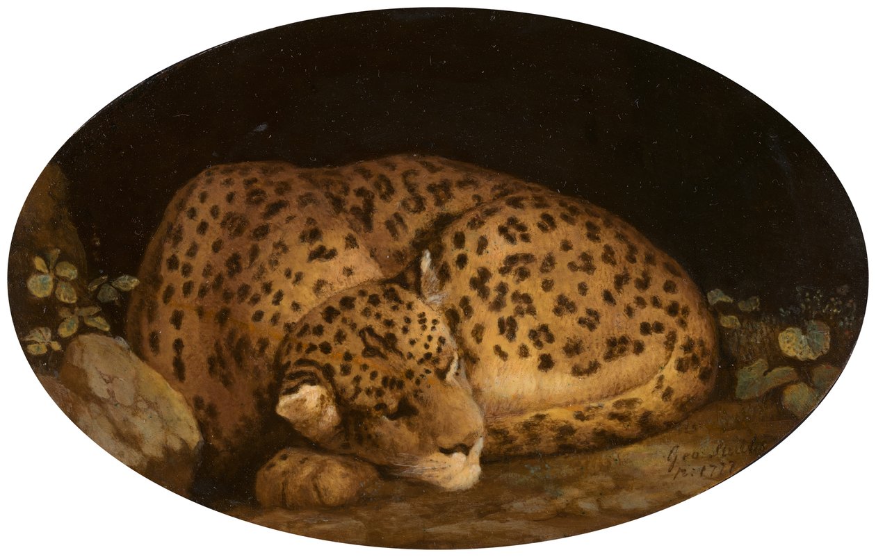 Sleeping Leopard by George Stubbs