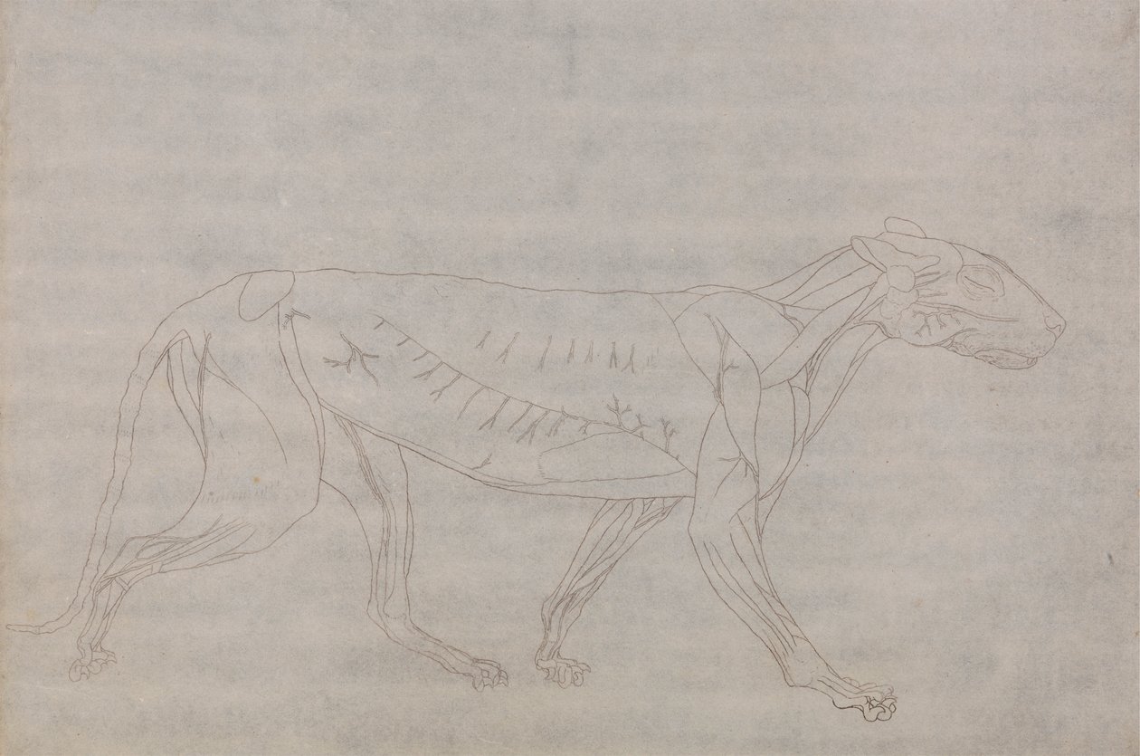 Tiger Body, Lateral View by George Stubbs