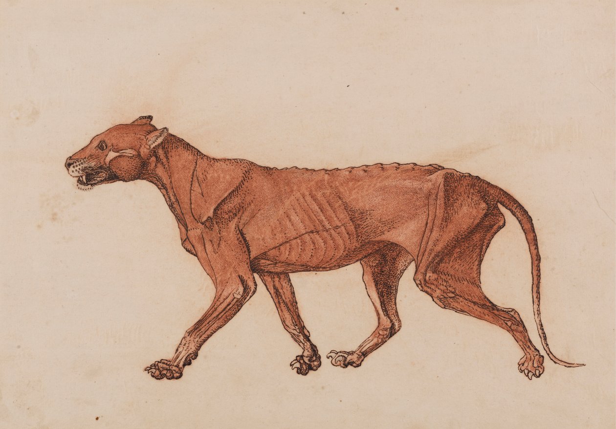 Tiger Body, Lateral View by George Stubbs