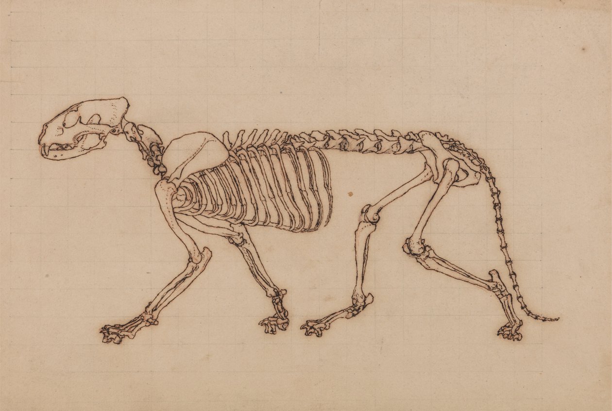 Tiger Skeleton, Lateral View by George Stubbs