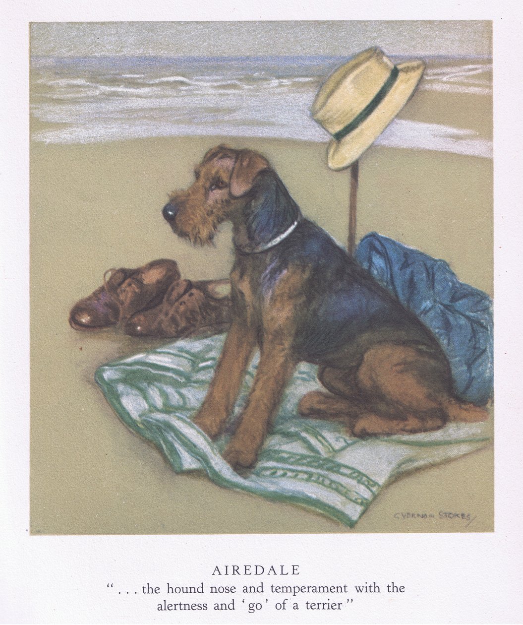 Airedale by George Vernon Stokes
