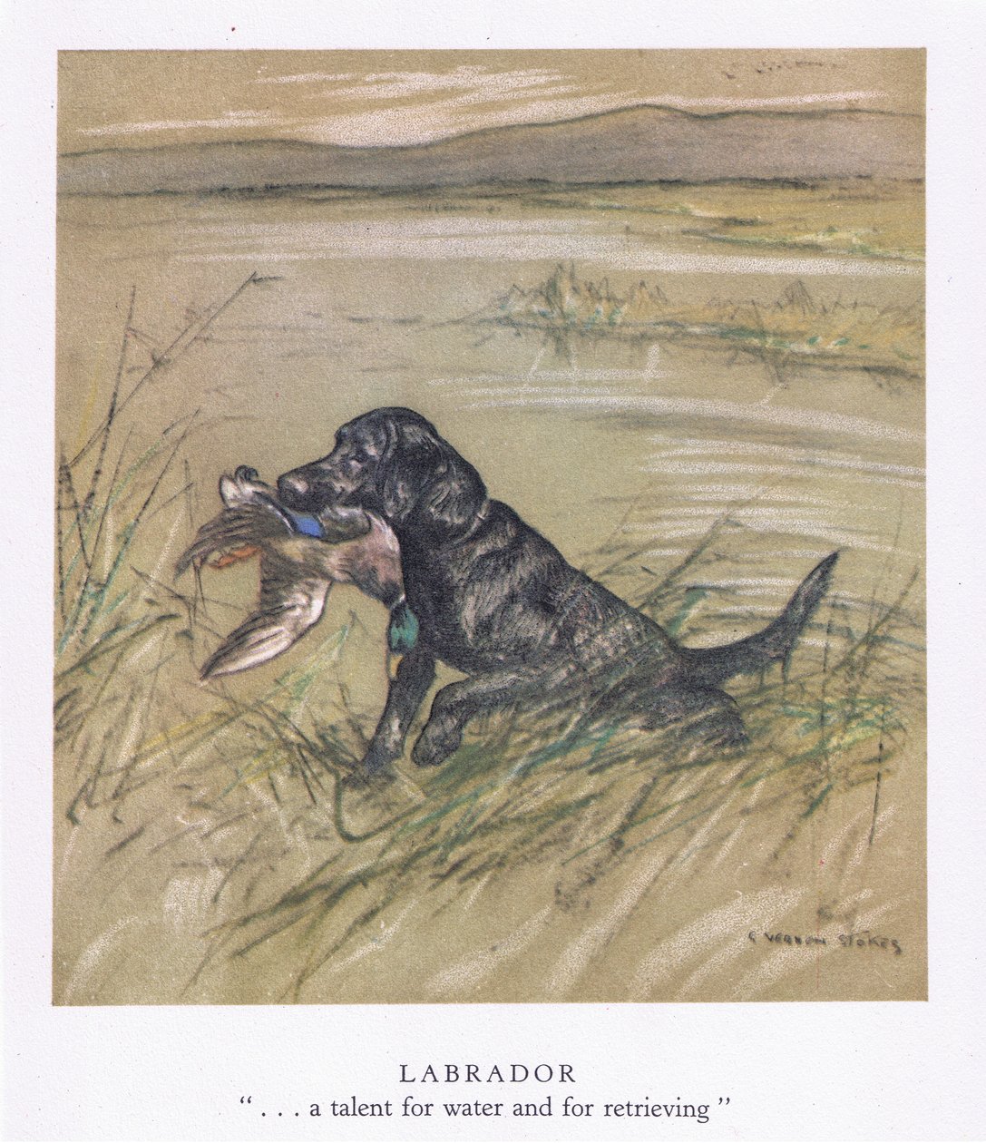 Labrador by George Vernon Stokes