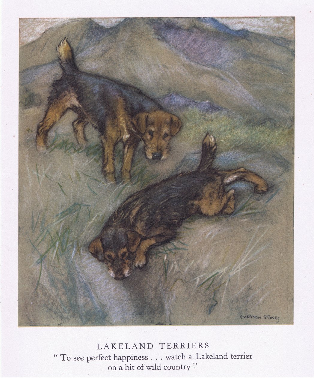 Lakeland Terriers by George Vernon Stokes