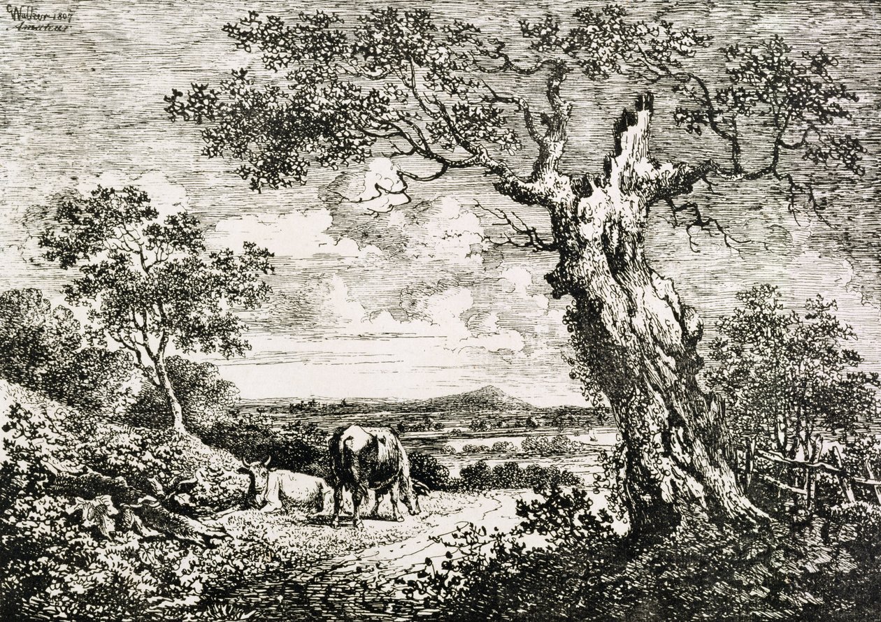 Two Cows in a Field by George Walker