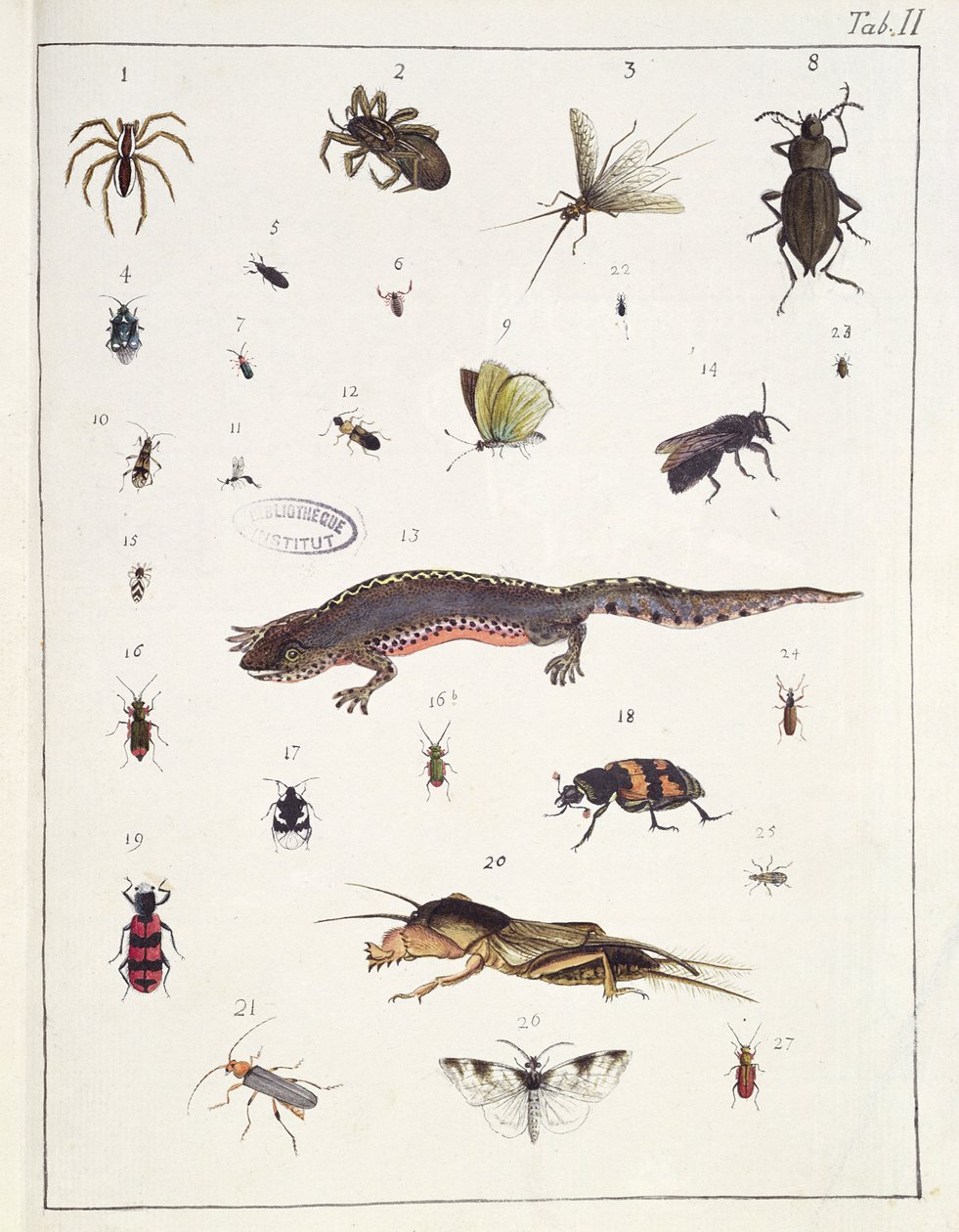 Various insects and a lizard, plate II from 