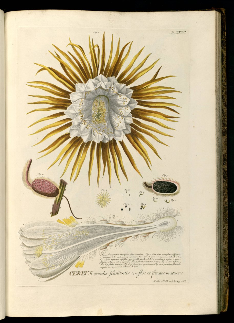 Selenicereus Grandiflorus by Georg Dionysius Ehret