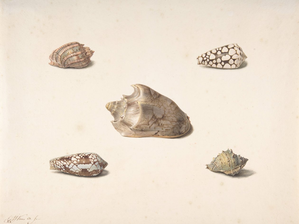 Five Shells by Georgius Jacobus Johannes van Os