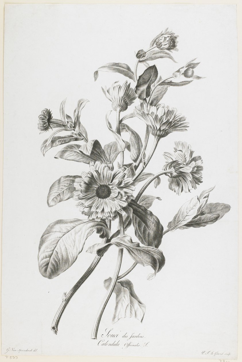 Souci des Jardins, from Fleurs Dessinees d