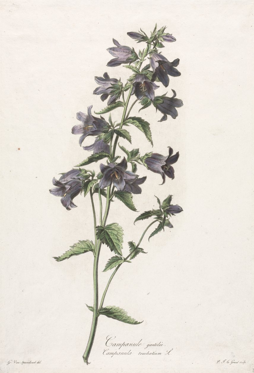 Flowers Drawn from Nature: Bellflower by Gerard van Spaendonck