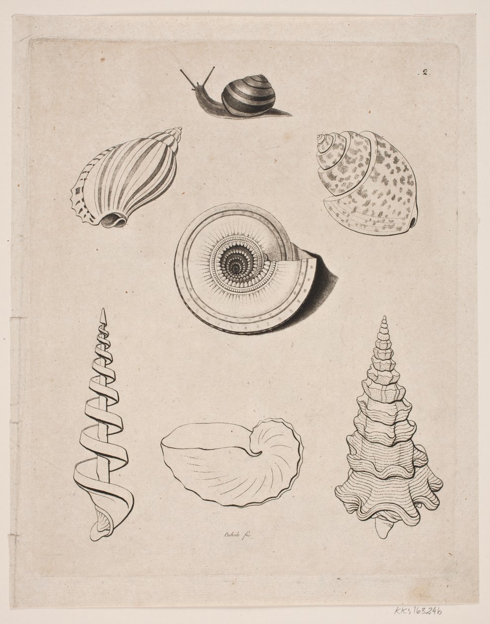 Board with Snails by Gerhard Ludvig Lahde