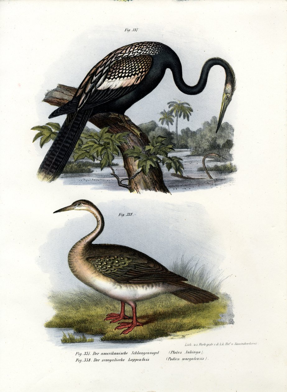 Anhinga by German School