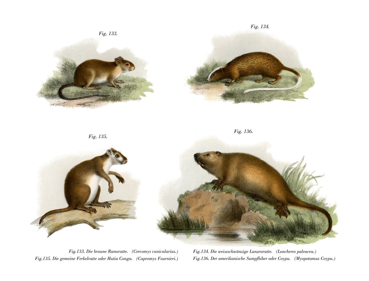 Atlantic Tree Rat by German School