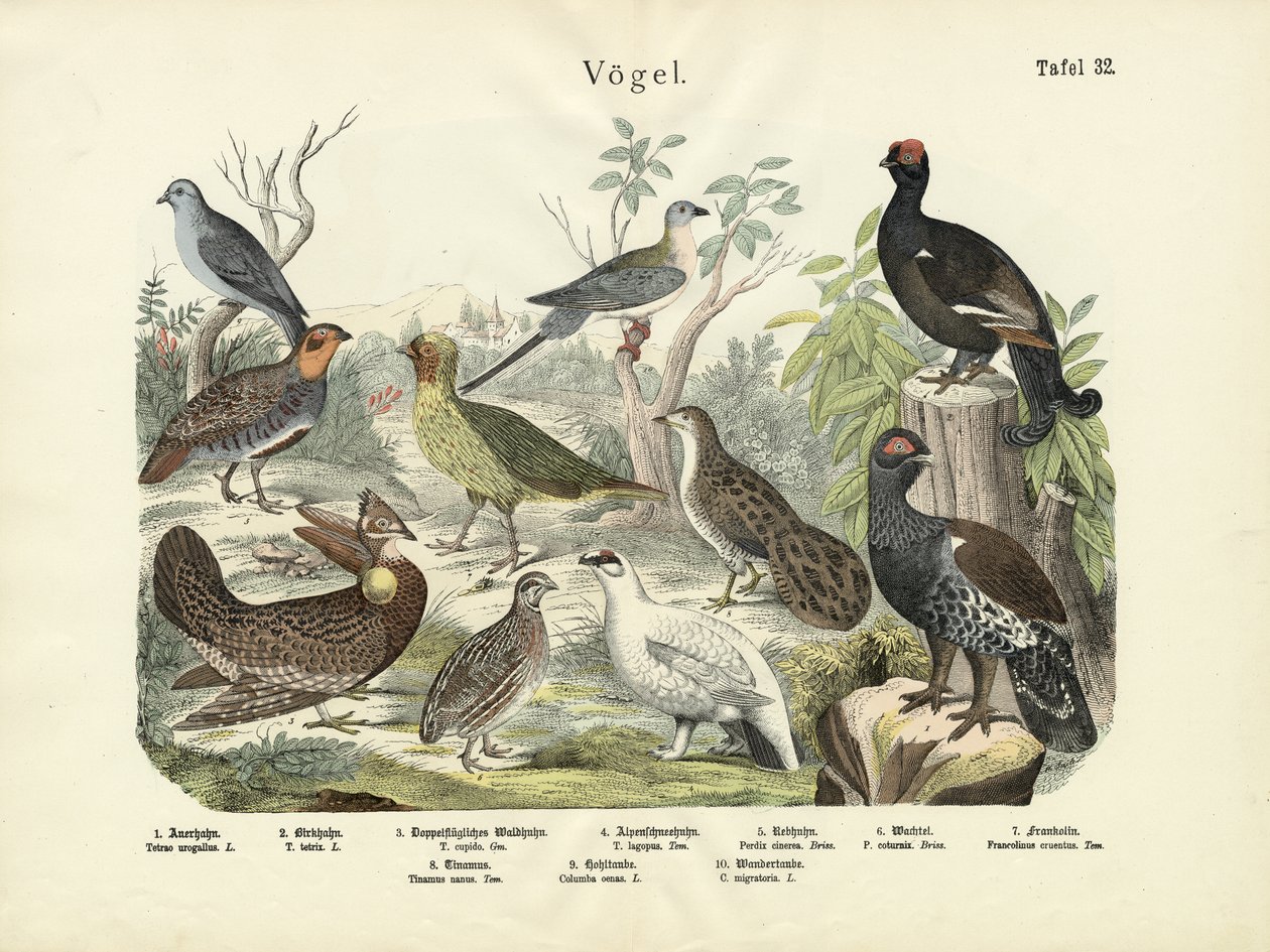 Birds by German School