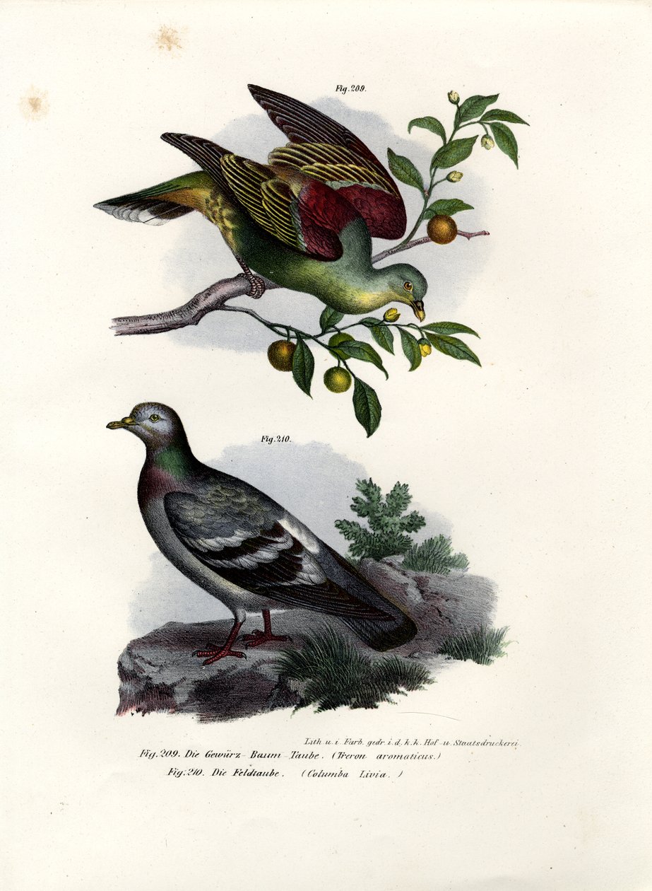 Buru Green Pigeon by German School