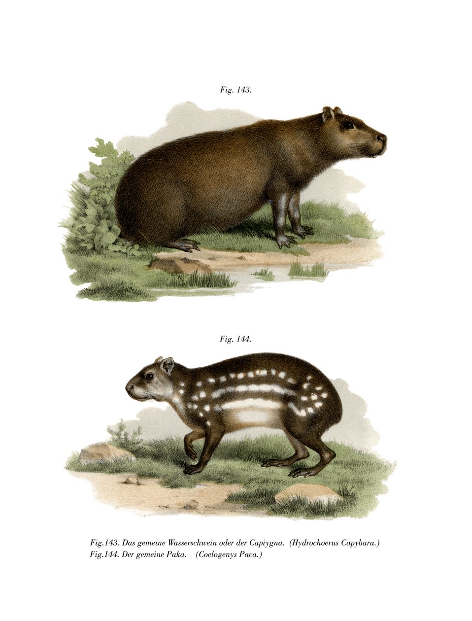 Capybara by German School