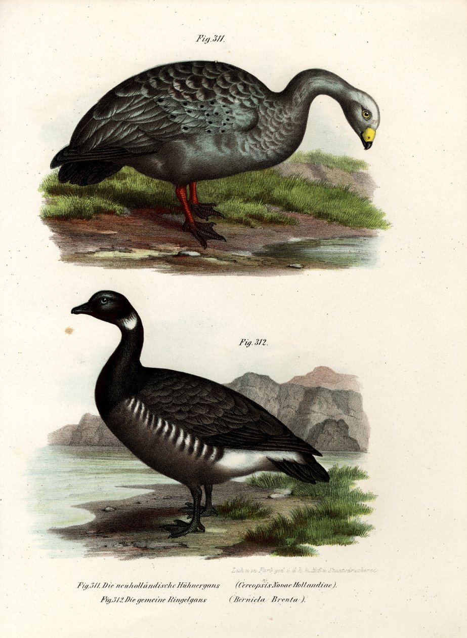 Cereopsis Goose by German School