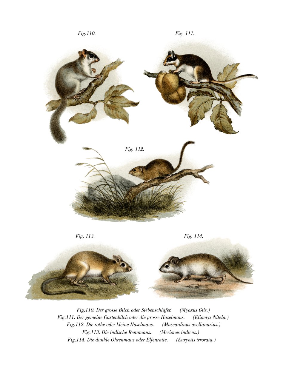 Common Dormouse by German School