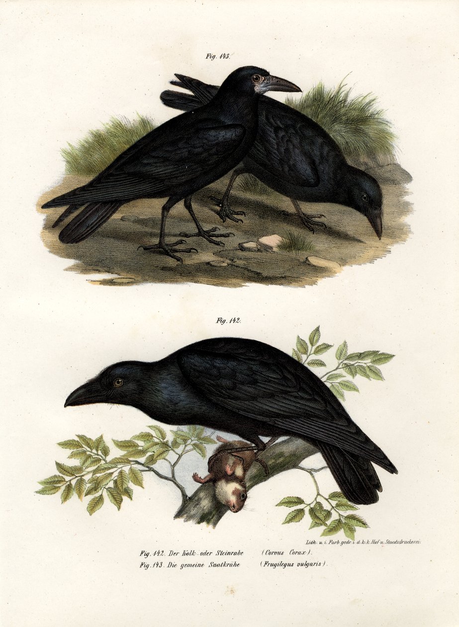Common Raven by German School