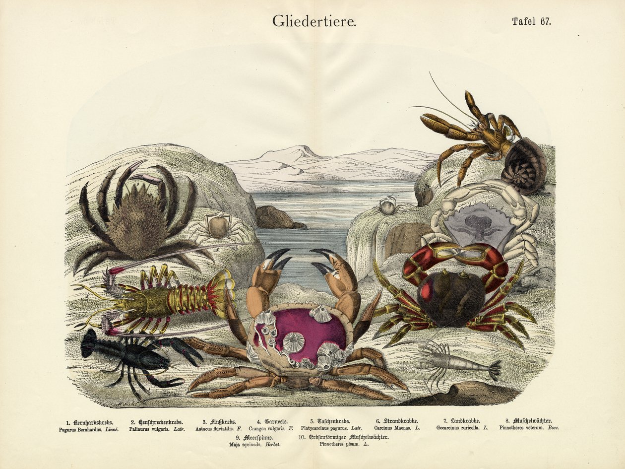 Crabs by German School