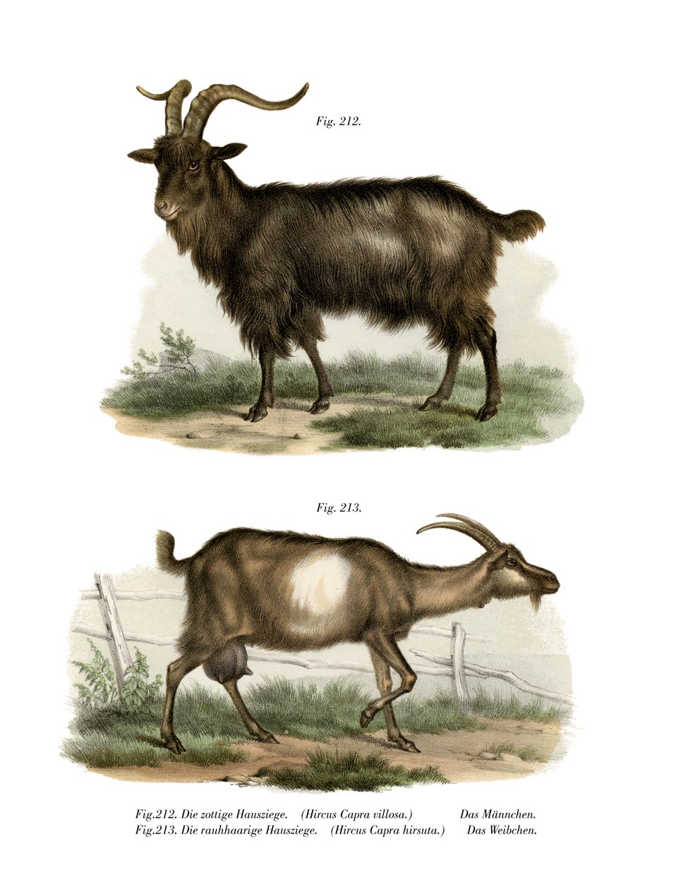 Domestic Goat by German School
