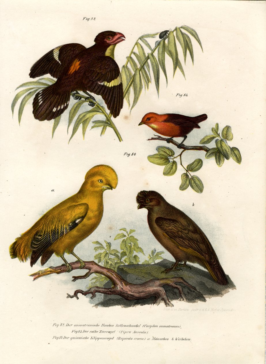 Dusky Broadbill by German School