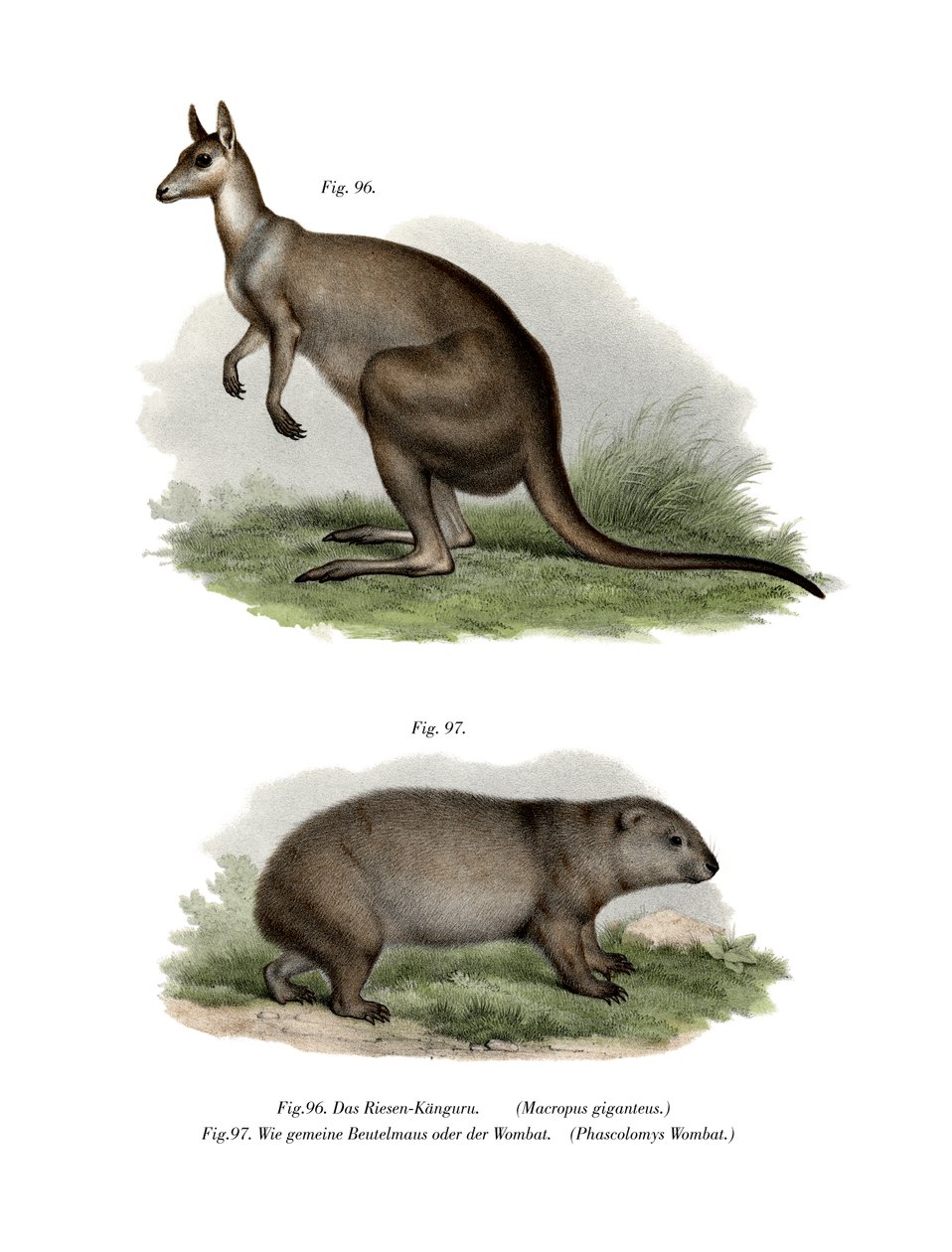 Eastern Grey Kangaroo by German School