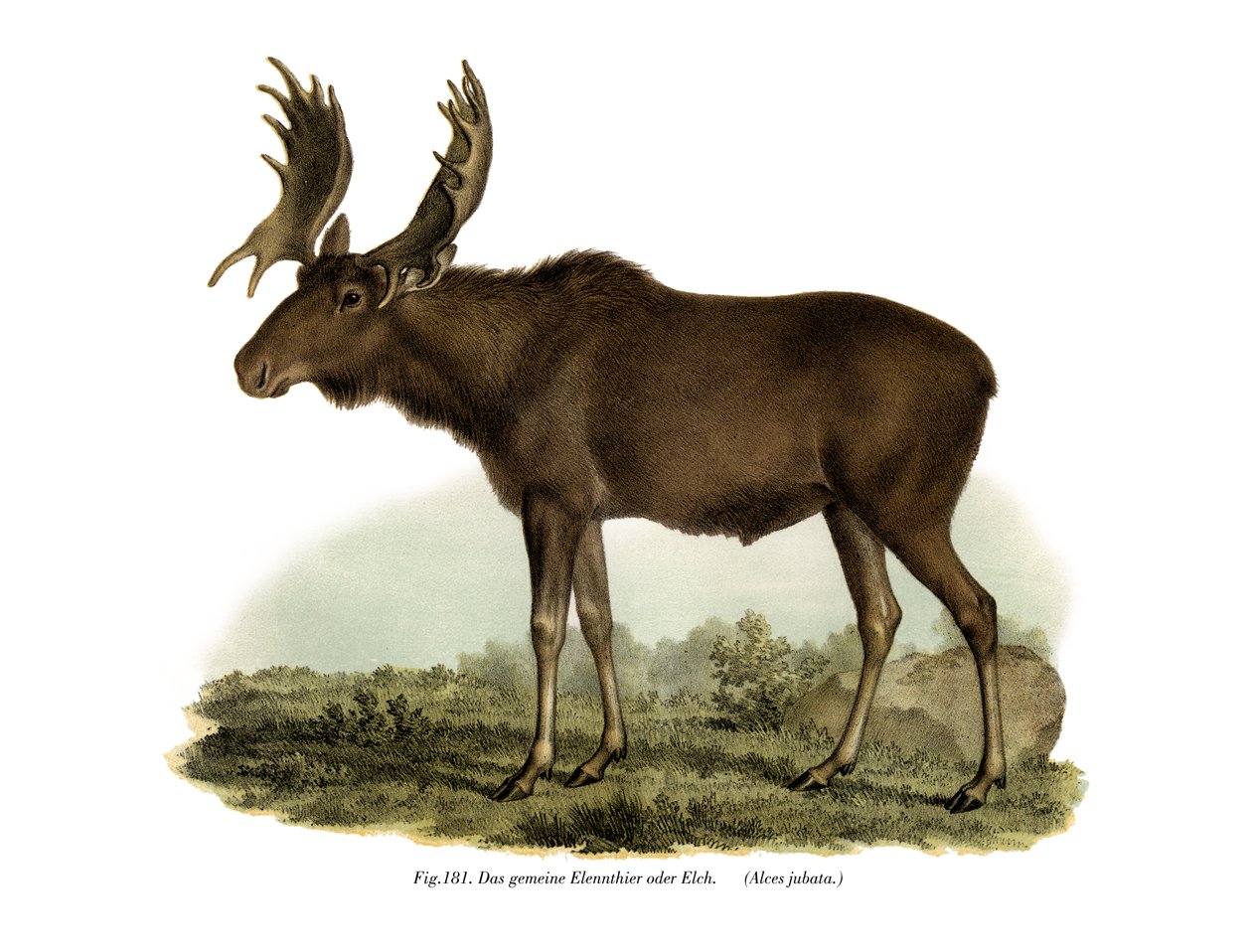 Elk by German School