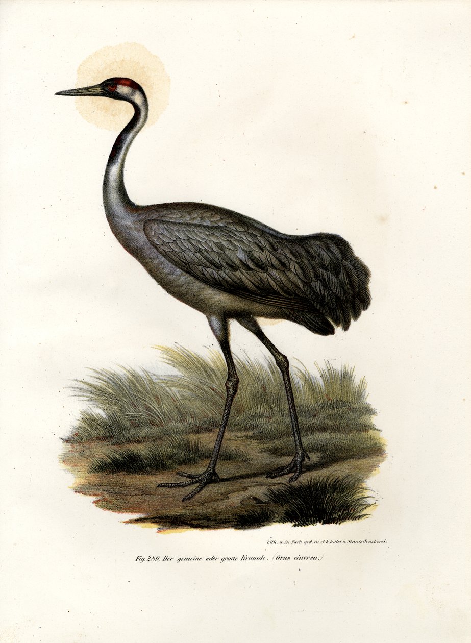Eurasian Crane by German School