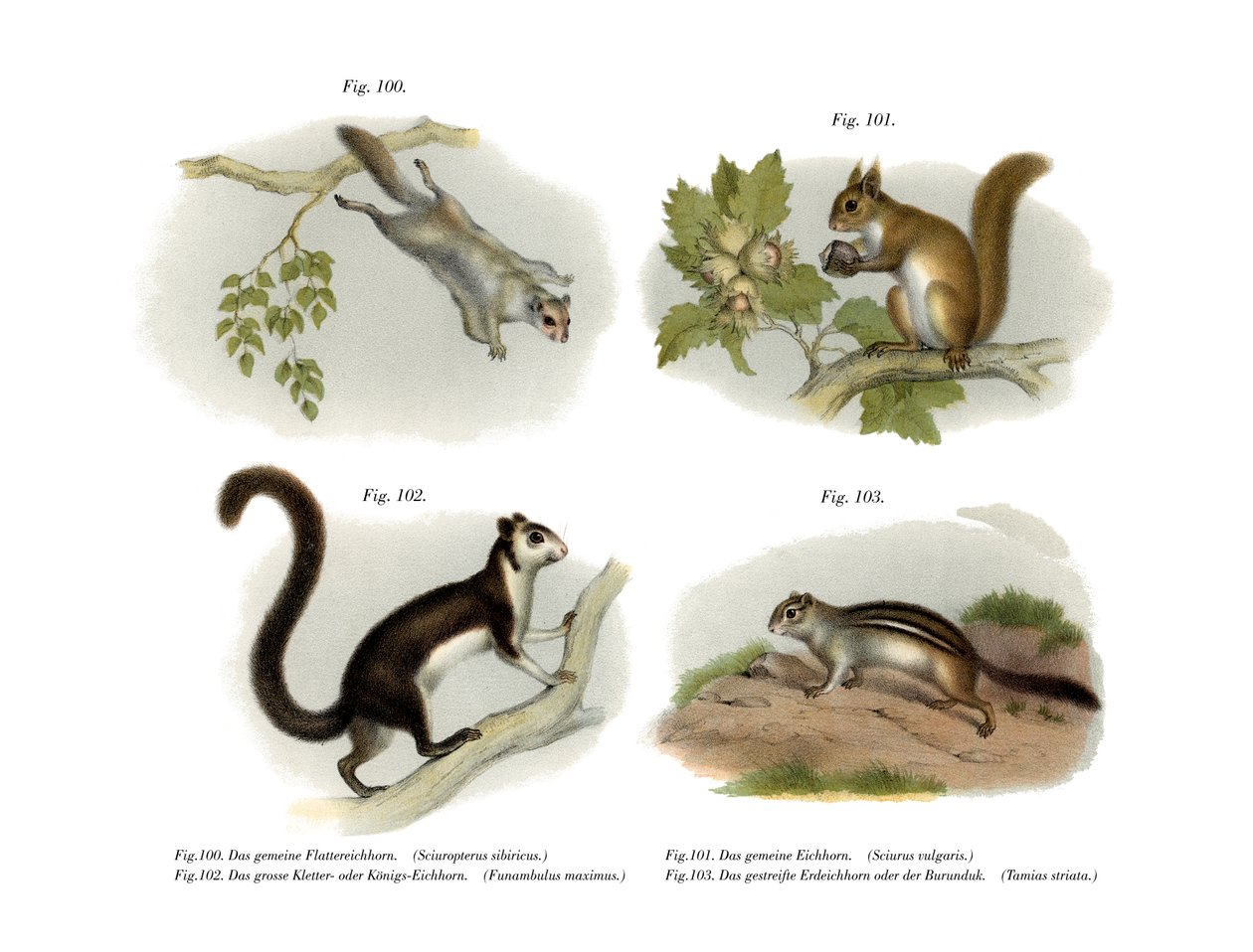 Eurasian Flying Squirrel by German School