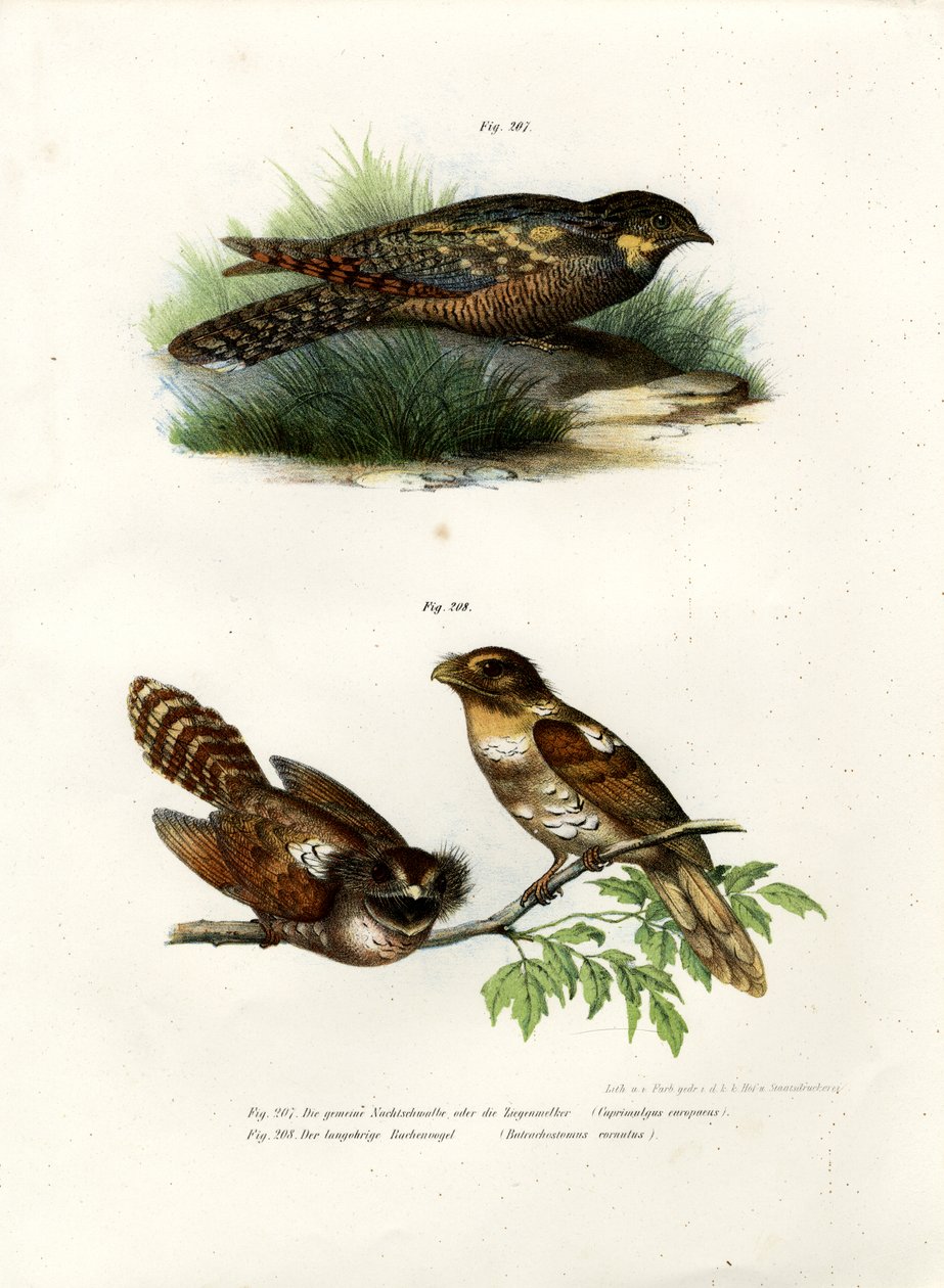 Eurasian Nightjar by German School