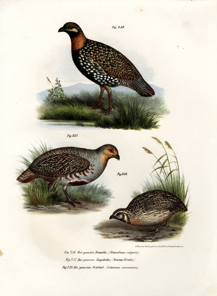 European Francolin by German School