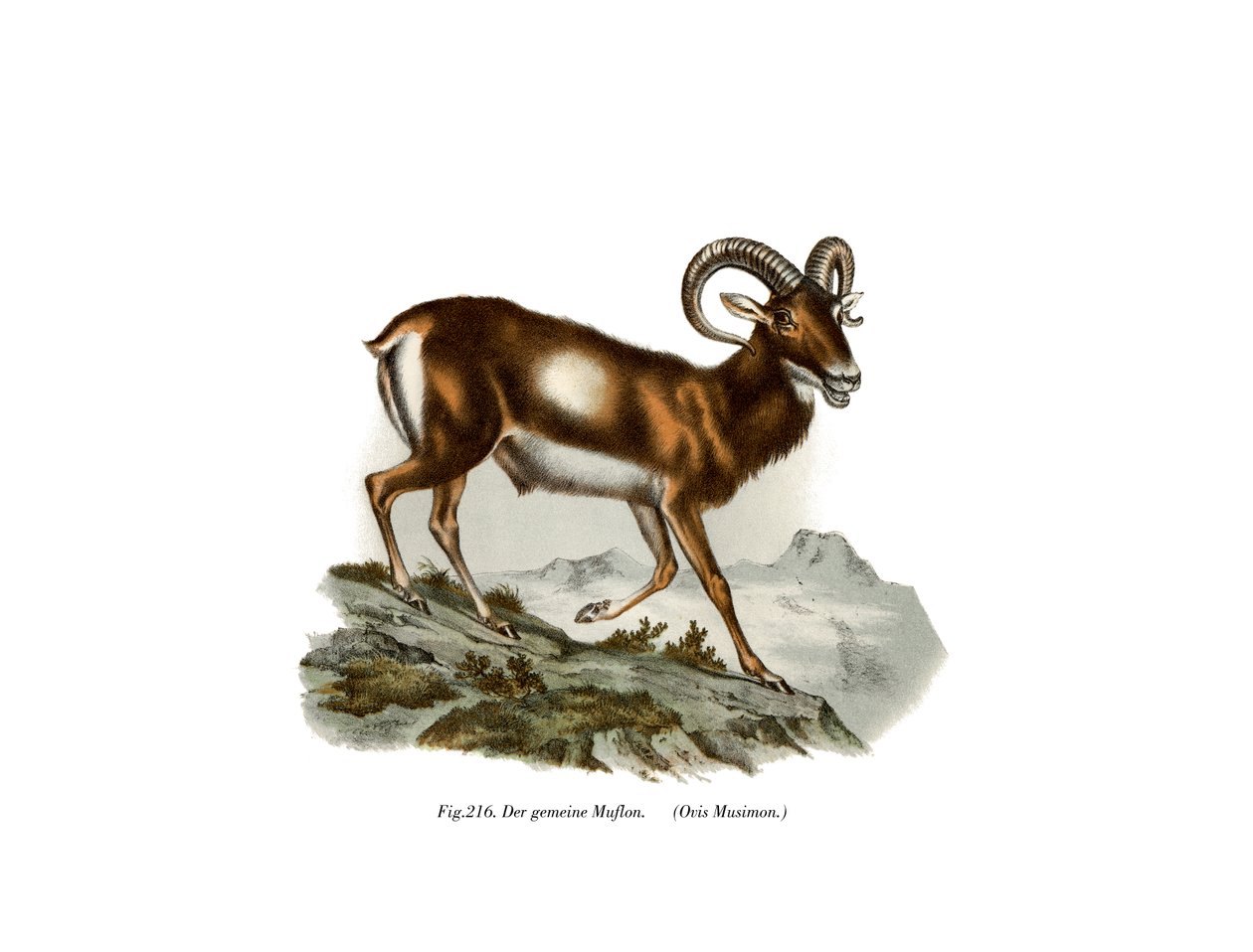 European Mouflon by German School
