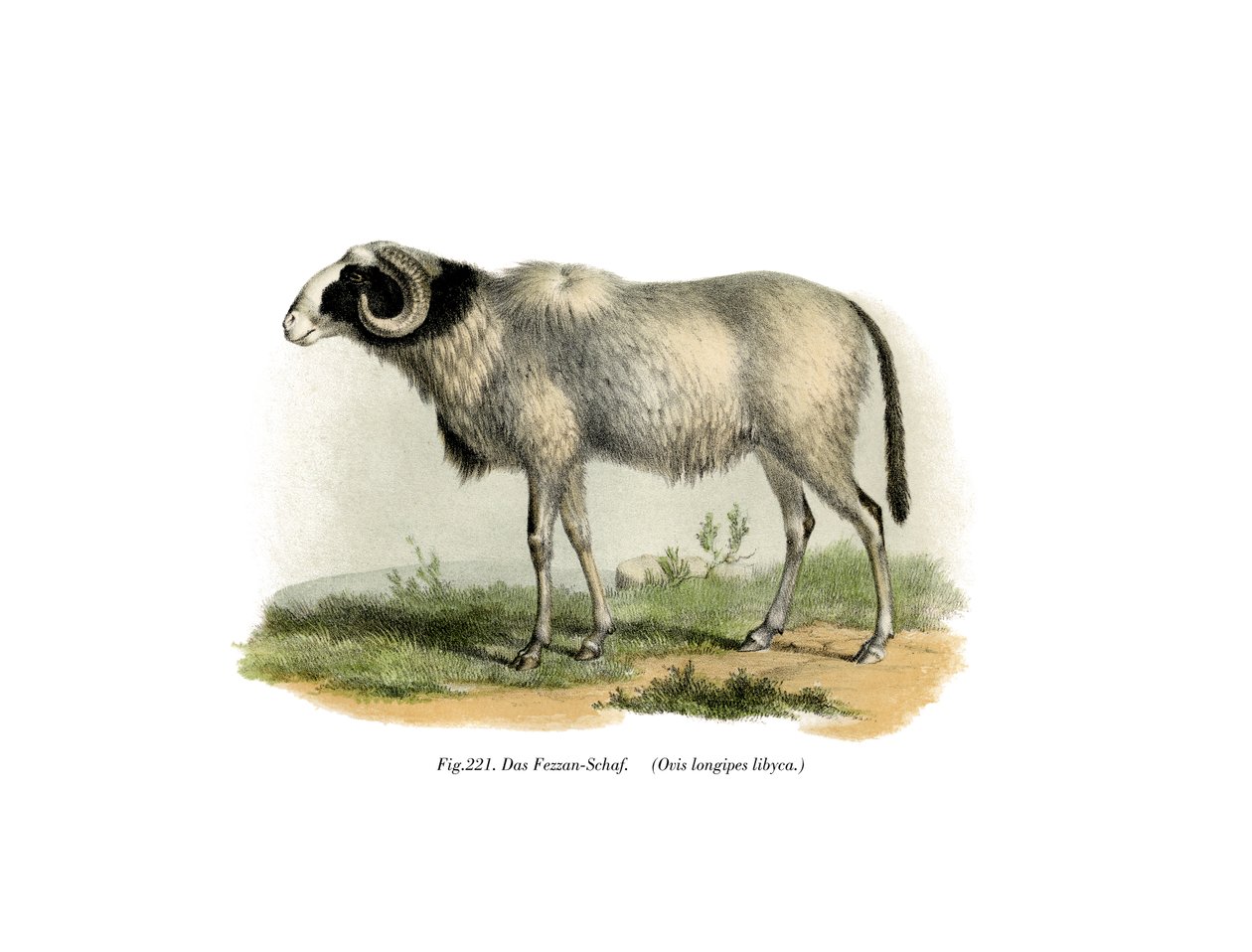 Fezzan Sheep by German School