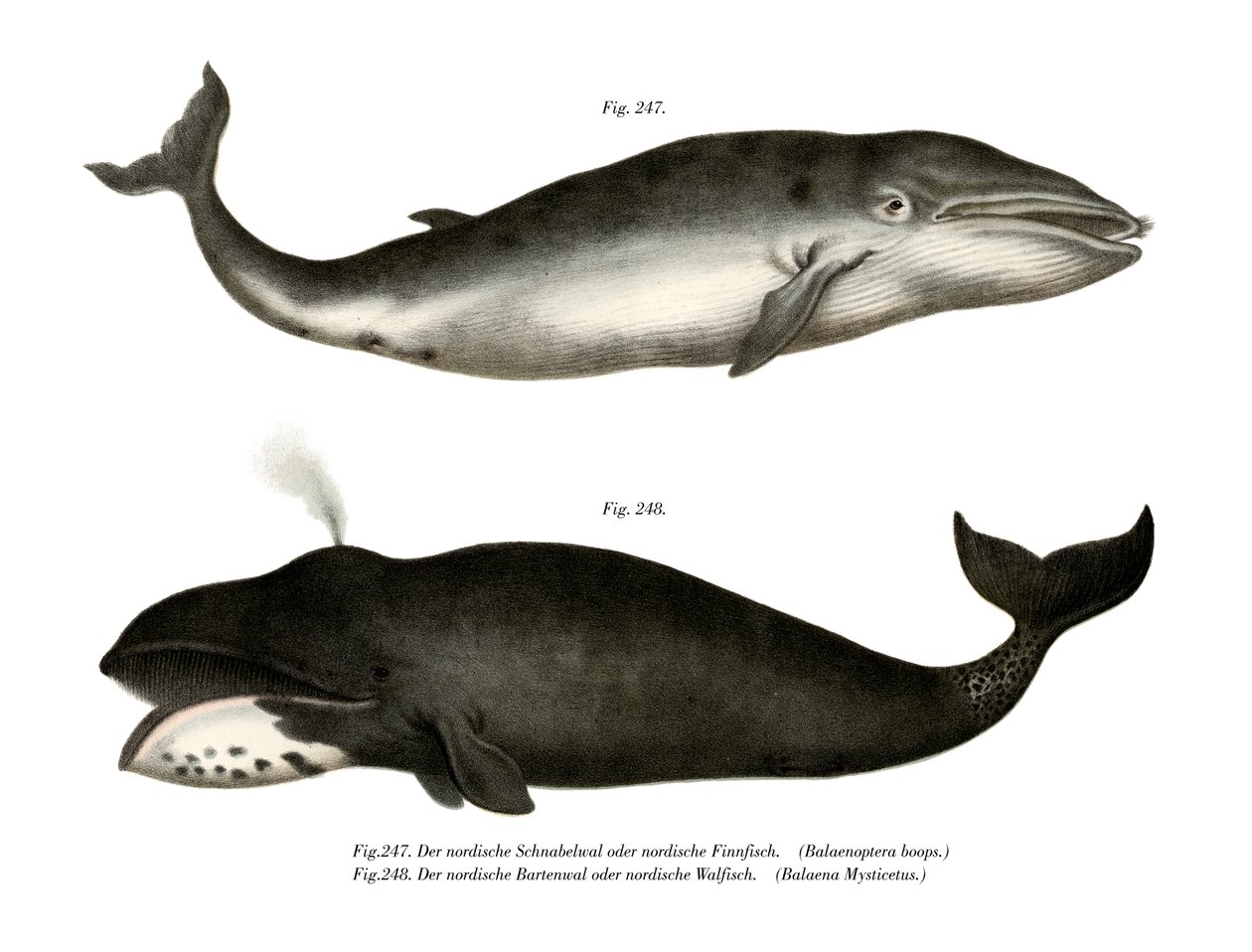 Fin Whale by German School