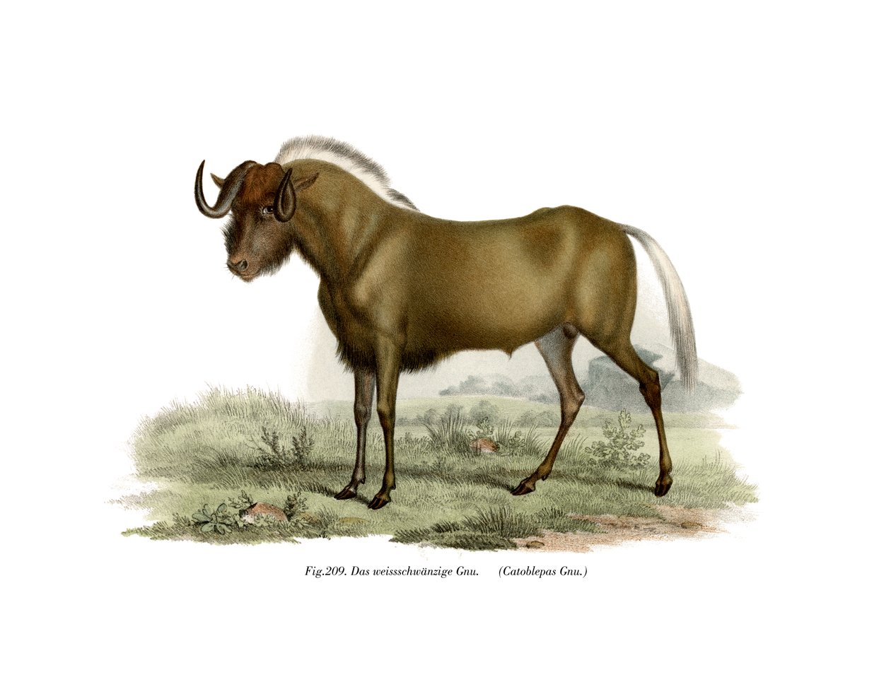 Gnu by German School