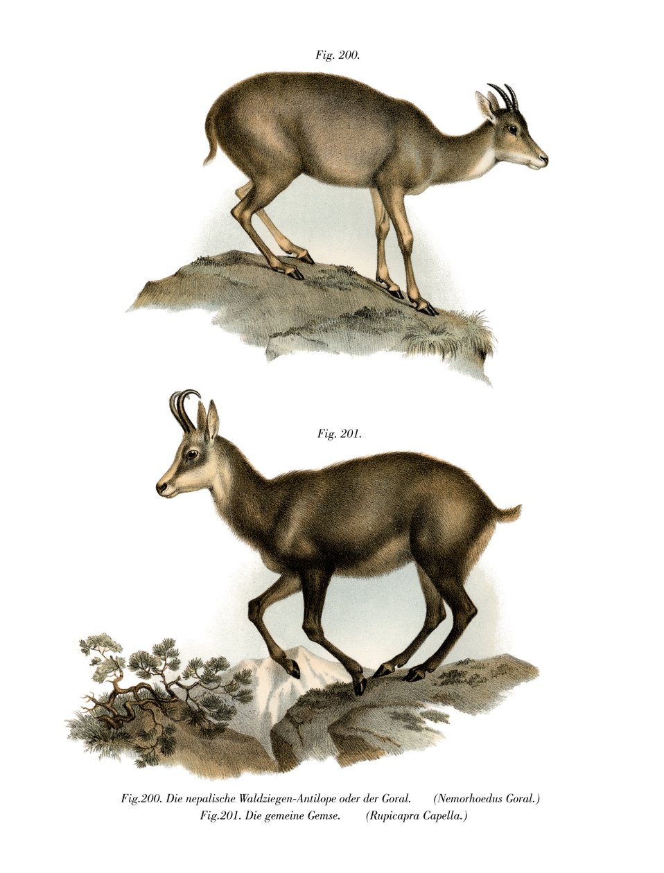 Gray Goral by German School