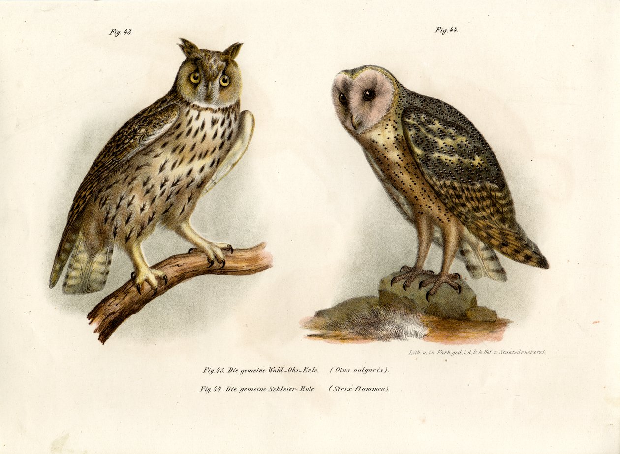 Horned Owl by German School