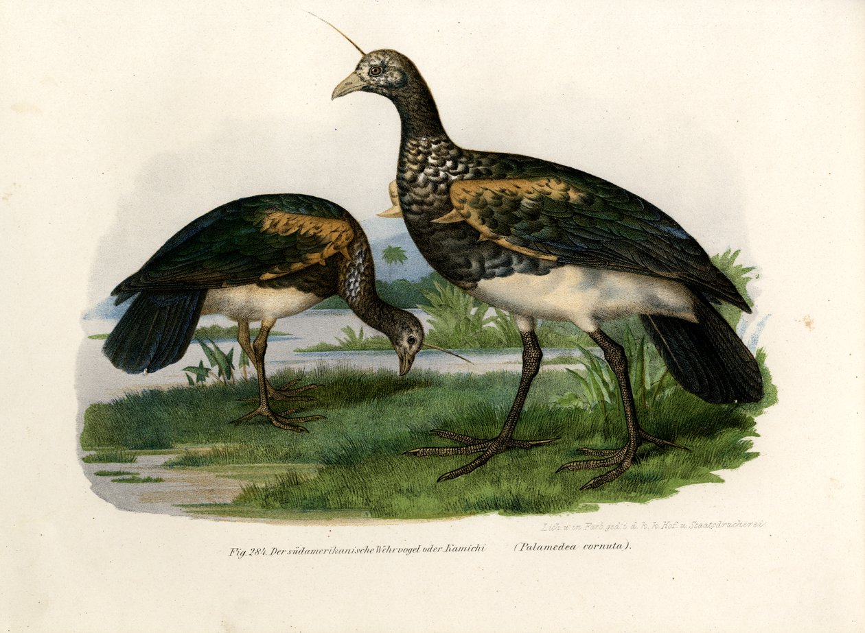 Horned Screamer by German School