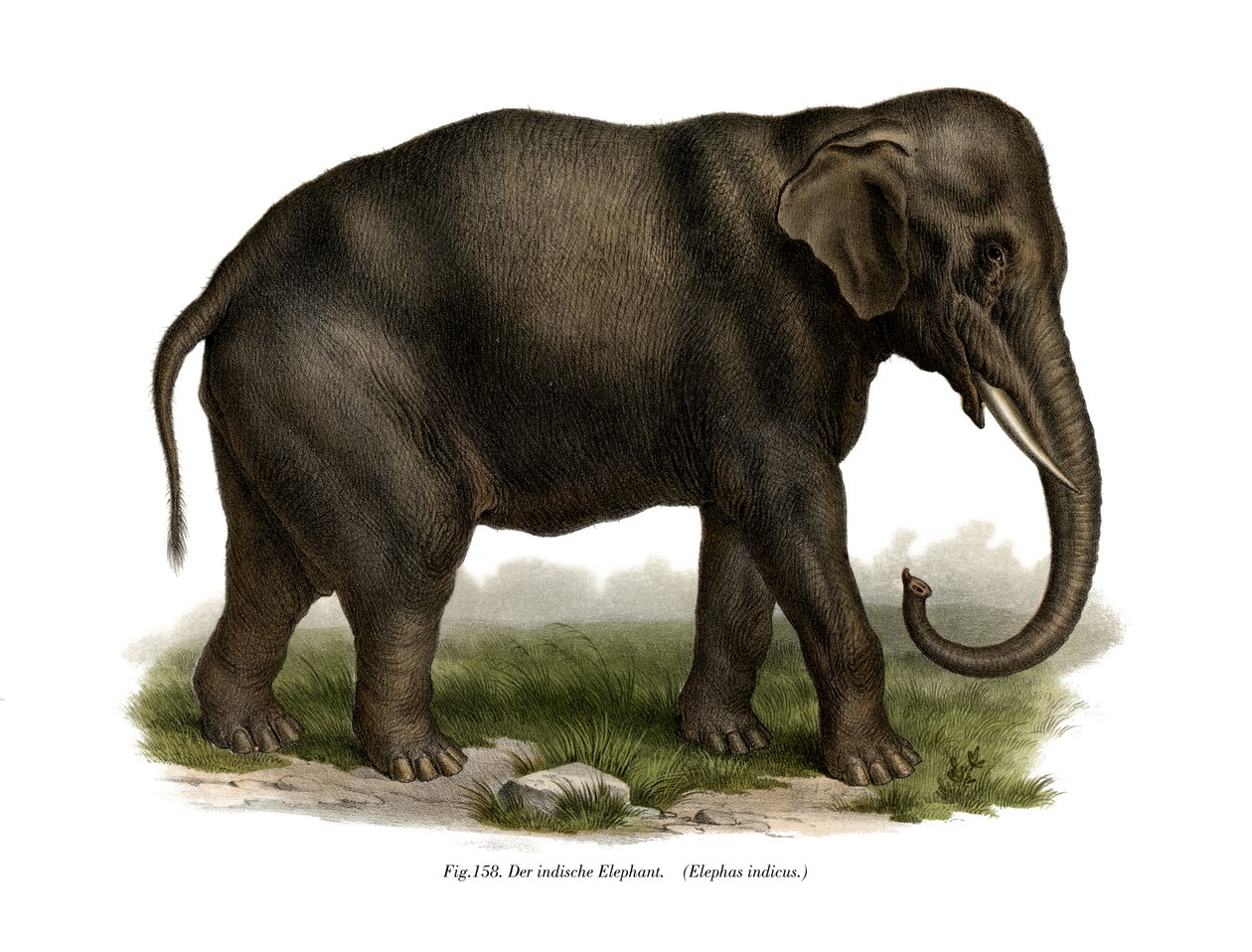 Indian Elephant by German School