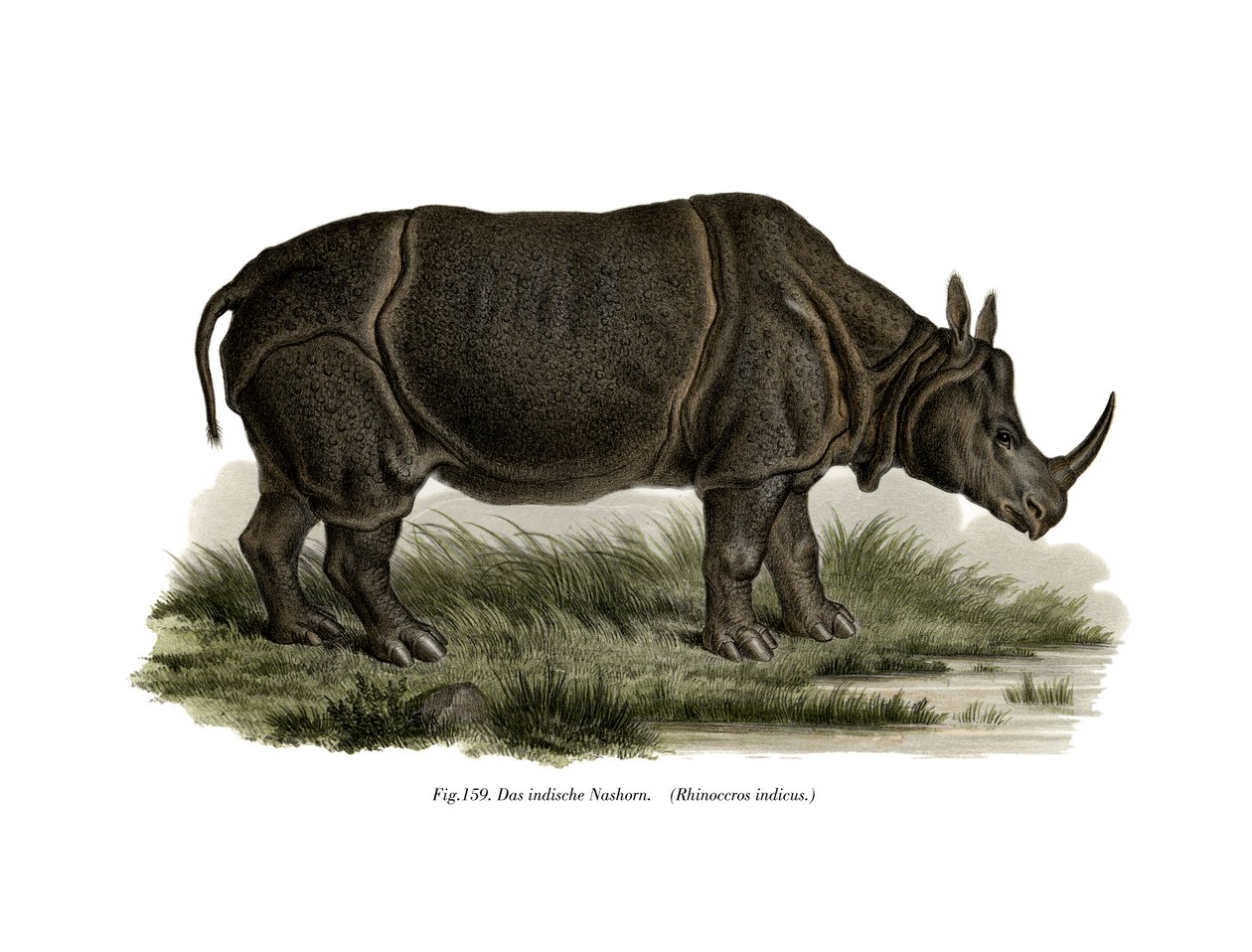 Indian Rhinoceros by German School